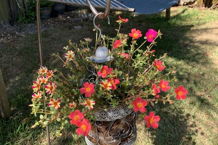 Purslane flowers with hammock in background