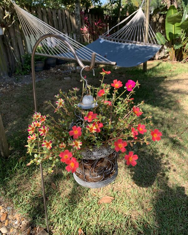 Purslane flowers with hammock in background