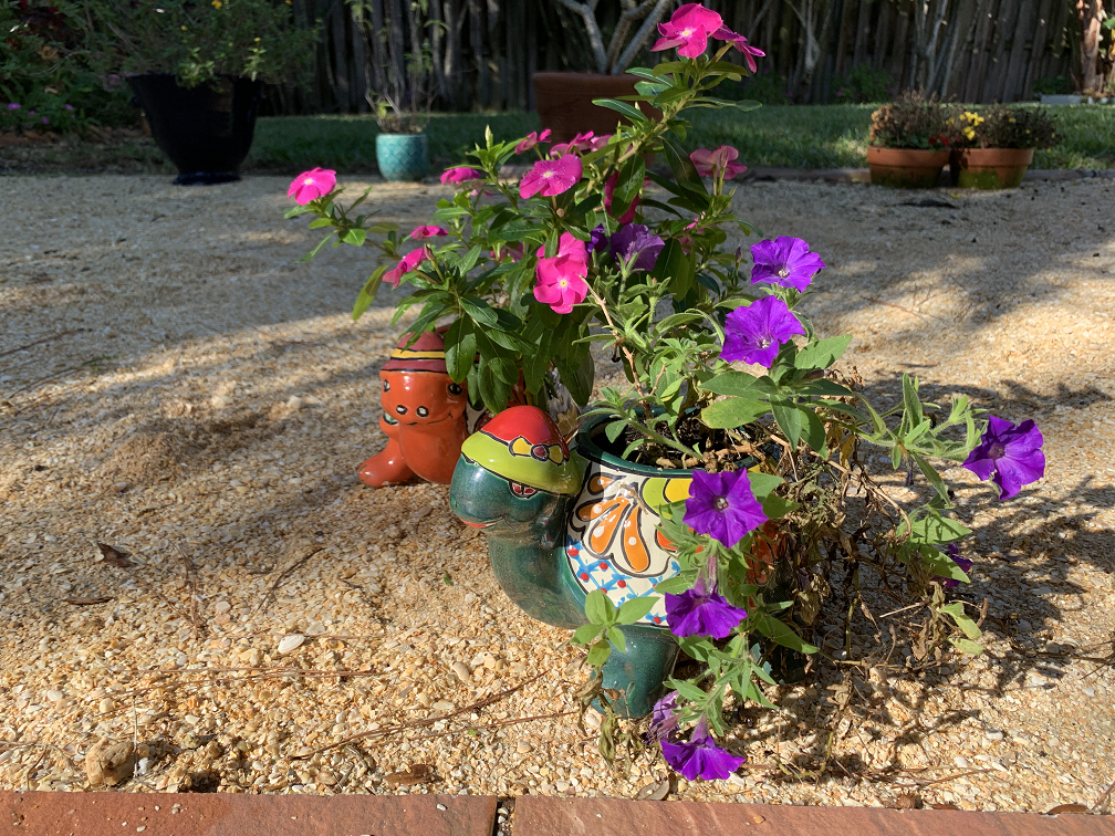 potted flowers in a back yard