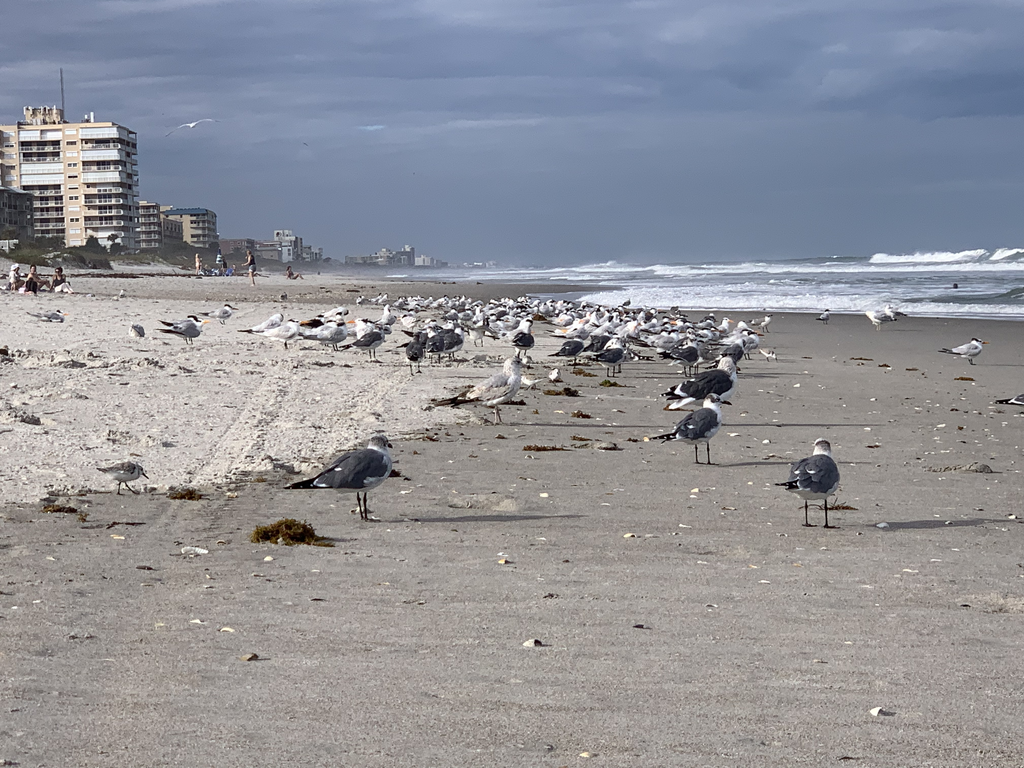 seagulls on a beach with a condo in the background